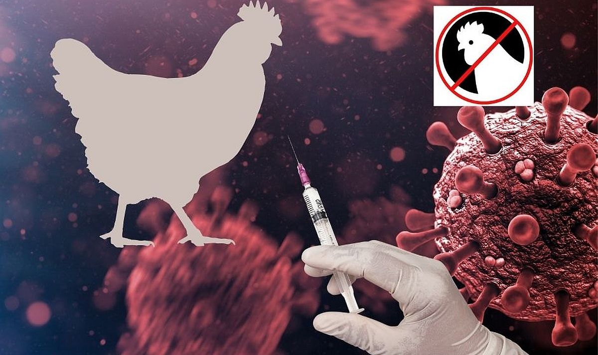 Poultry Analysis 16 October 2023