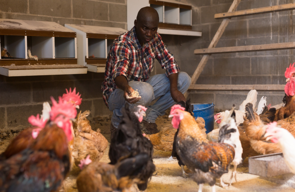 Addressing Key Challenges in South Africa's Poultry Export Market: Emerging Farmers