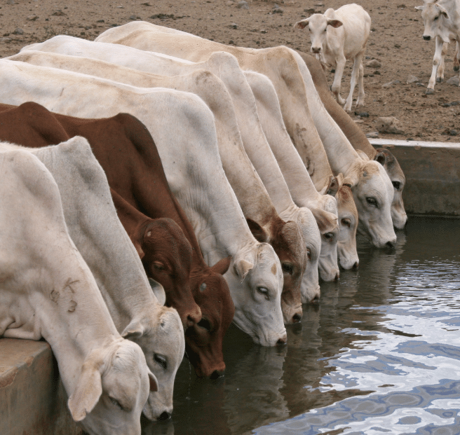 What Is Racetrack Food El Niño 2026: What South Africa’s Livestock Sector Should Expect ...